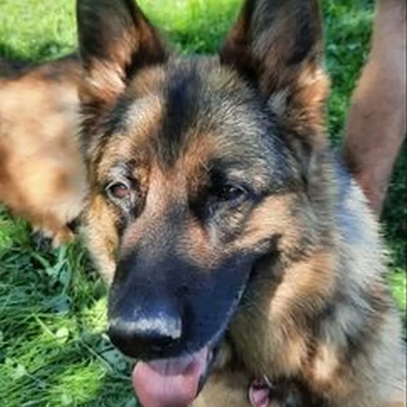 Nahaufnahme eines Deutschen Schäferhundes im Gras