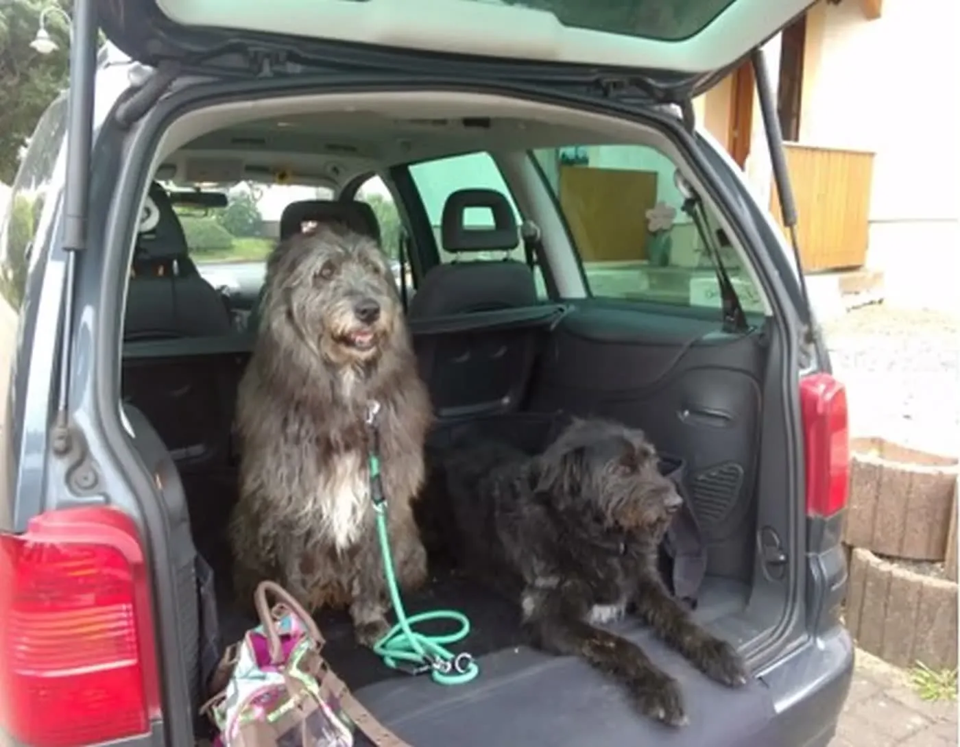 Zwei zottelige Hunde warten im offenen Kofferraum eines Autos