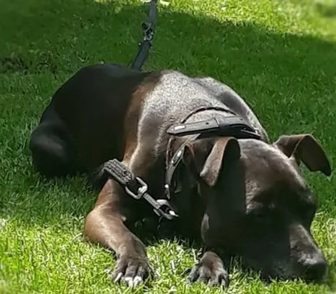 Dunkler Hund mit Geschirr döst an der Leine im sonnigen Gras