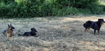 Drei Hunde auf einer gemähten Wiese: zwei liegen ruhig, einer steht