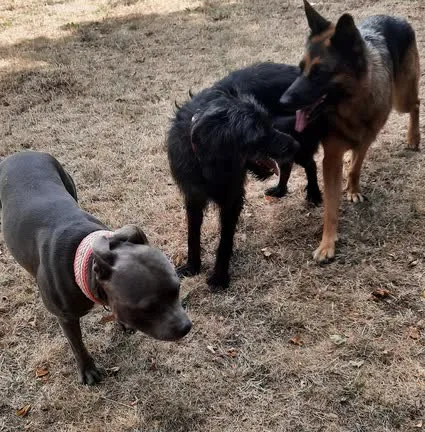 Drei Hunde beschnuppern sich auf trockenem Rasen