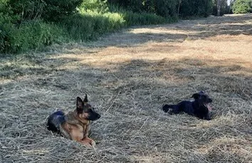 Schäferhund und schwarzer Hund liegen entspannt auf einer gemähten Wiese