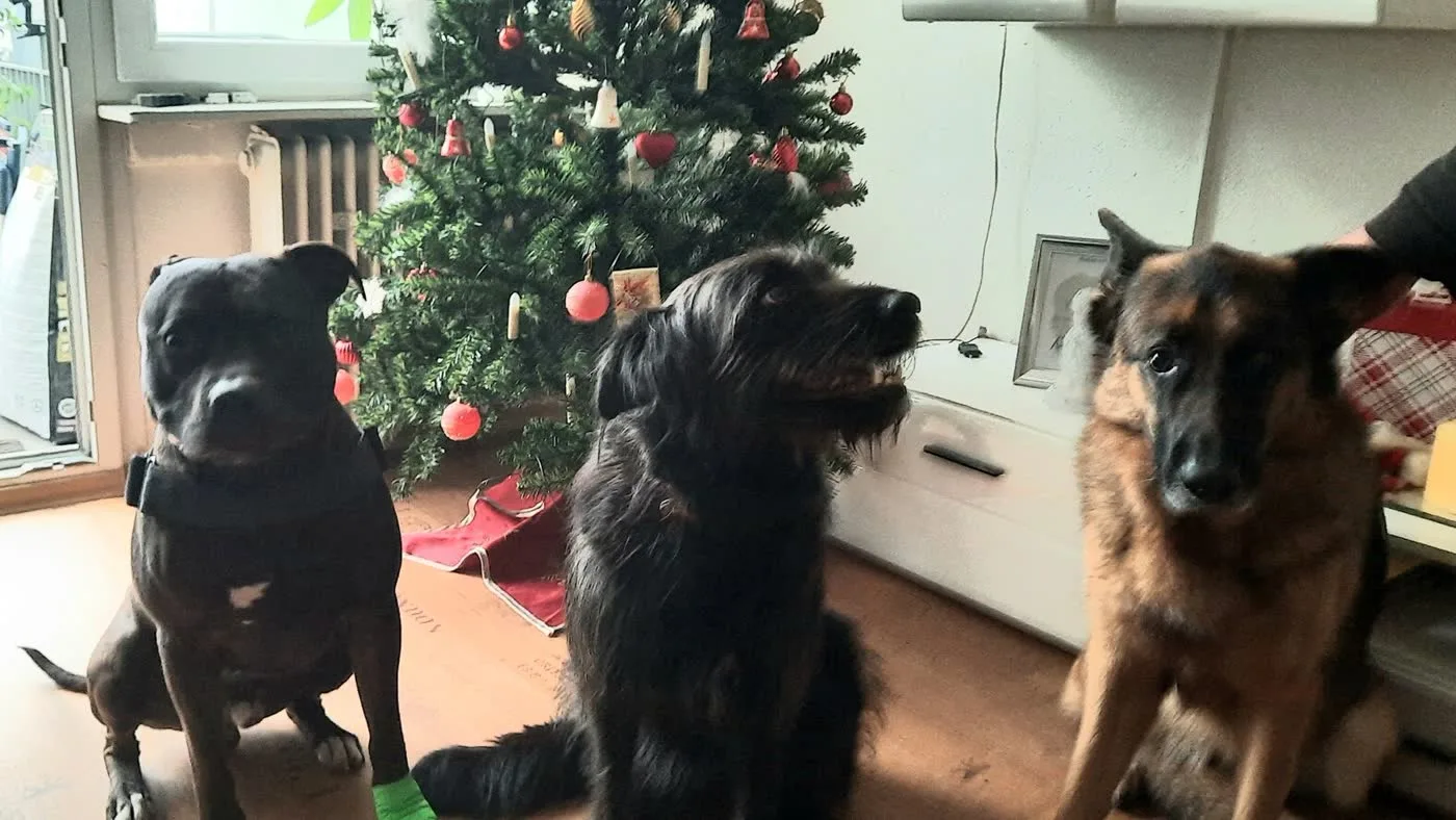 Drei Hunde sitzen ruhig vor einem geschmückten Weihnachtsbaum