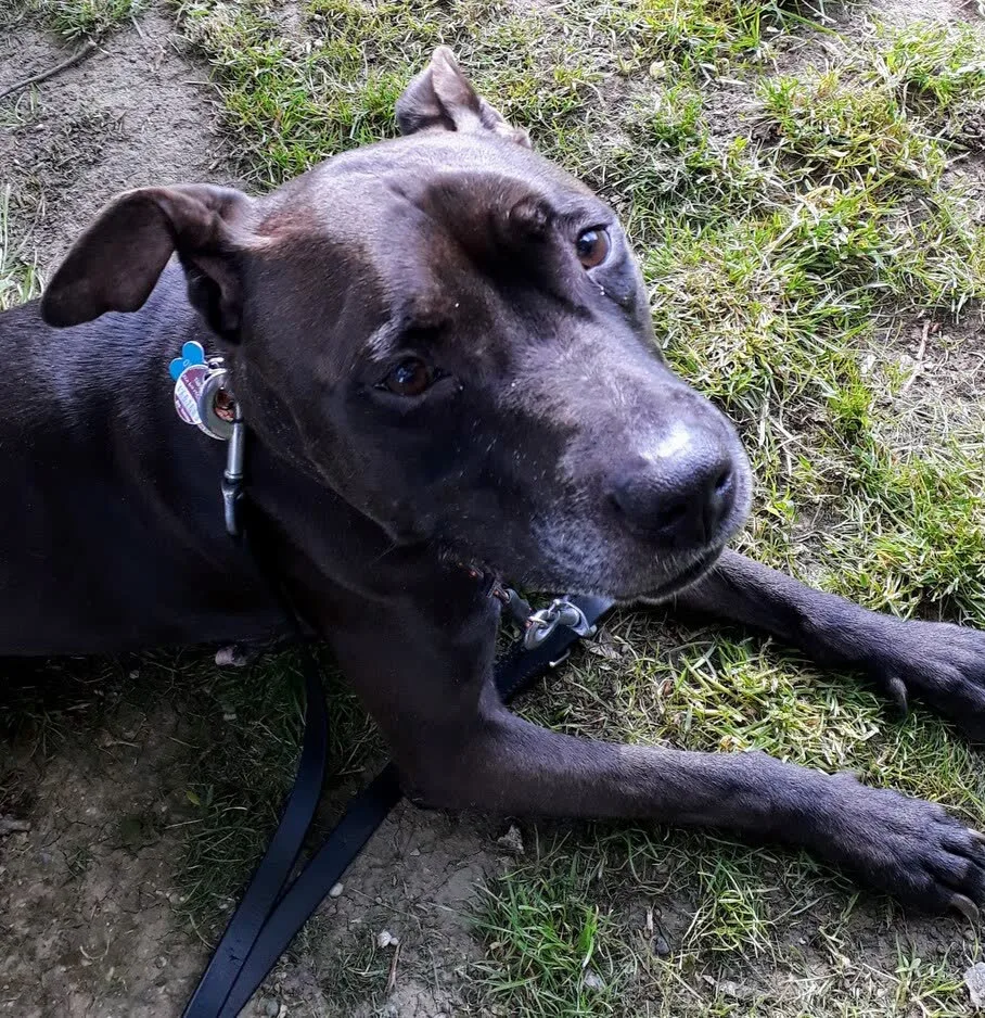 Hund bei der Vorbereitung auf den Wesenstest