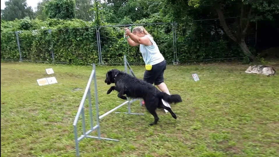 Schwarzer Hund springt beim Training über eine Hürde, die Halterin läuft mit