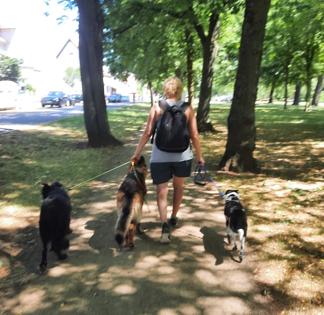 Spaziergängerin mit drei Hunden an lockerer Leine auf einer sonnigen Allee
