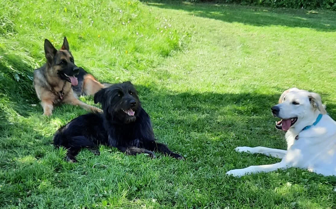 Schäferhündin Mona mit einem schwarzen zotteligen und einem hellen Hund im sonnigen Gras