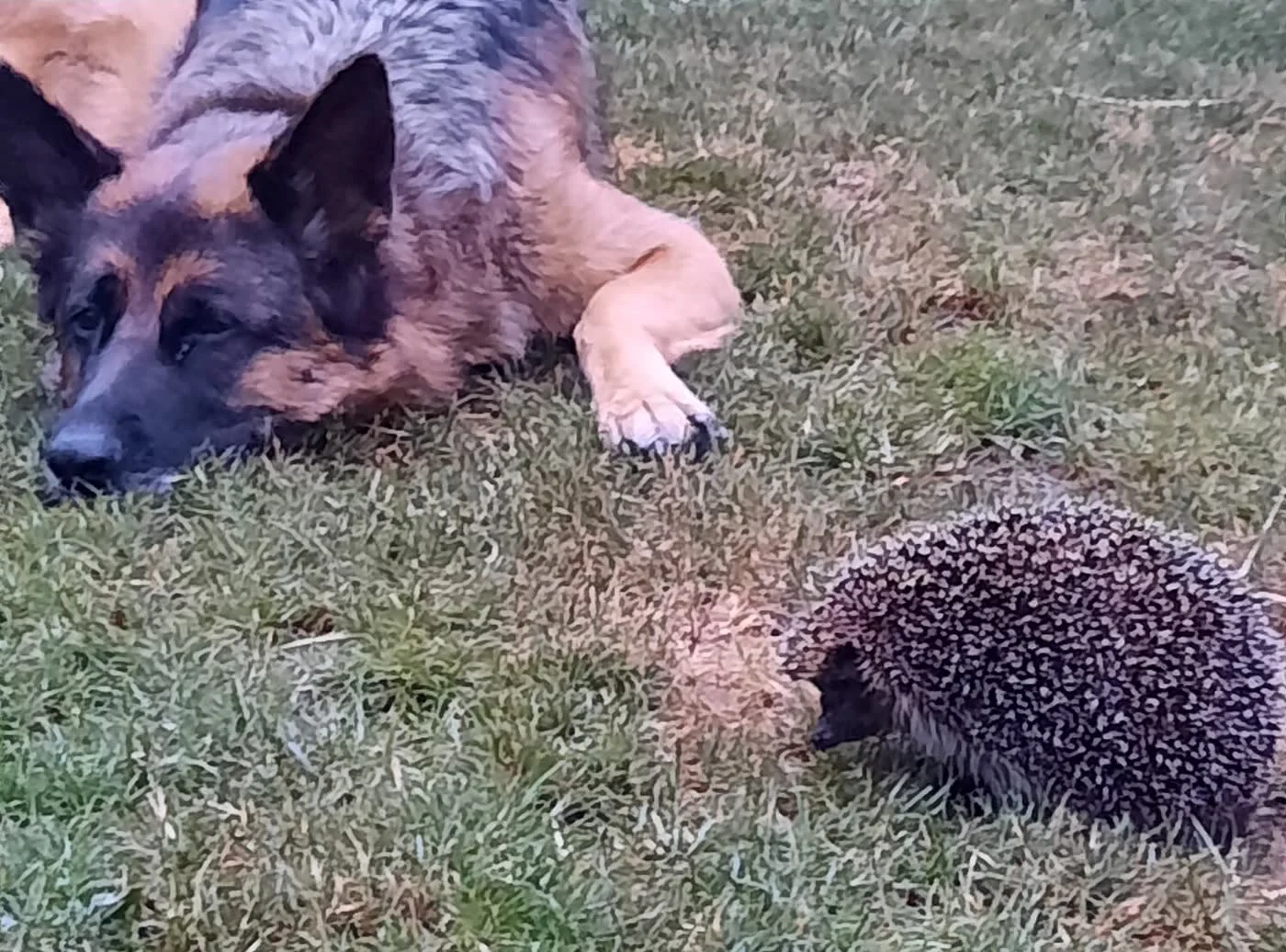 Schäferhund liegt im Gras und beobachtet einen Igel