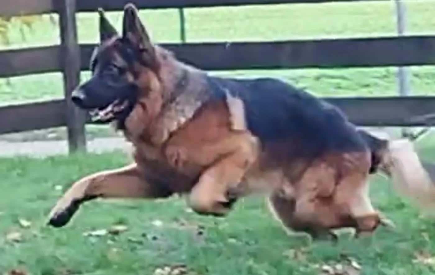 Schäferhund Arex rennt über die eingezäunte Trainingswiese
