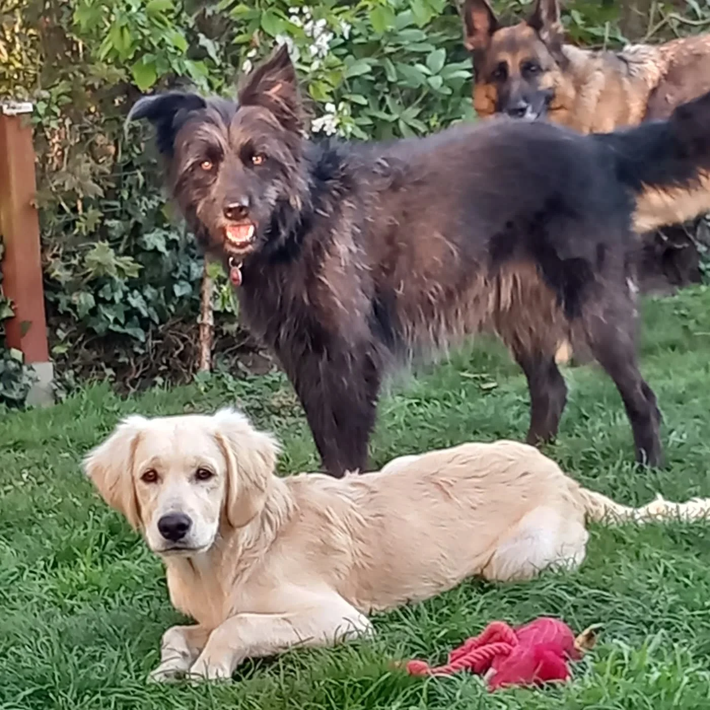 Junger Golden Retriever liegt im Gras, dahinter ein zotteliger Hund und ein Schäferhund