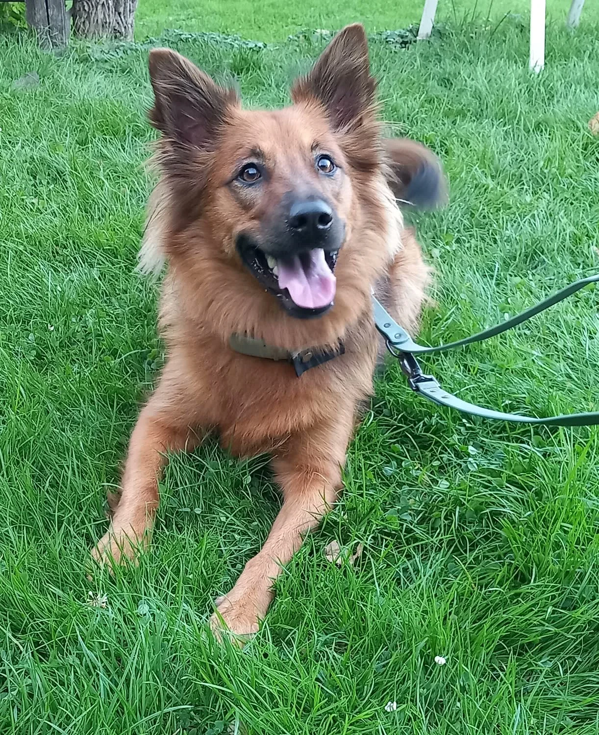 Coco, ein rotbrauner Mischlingshund, liegt fröhlich an der Leine im Gras