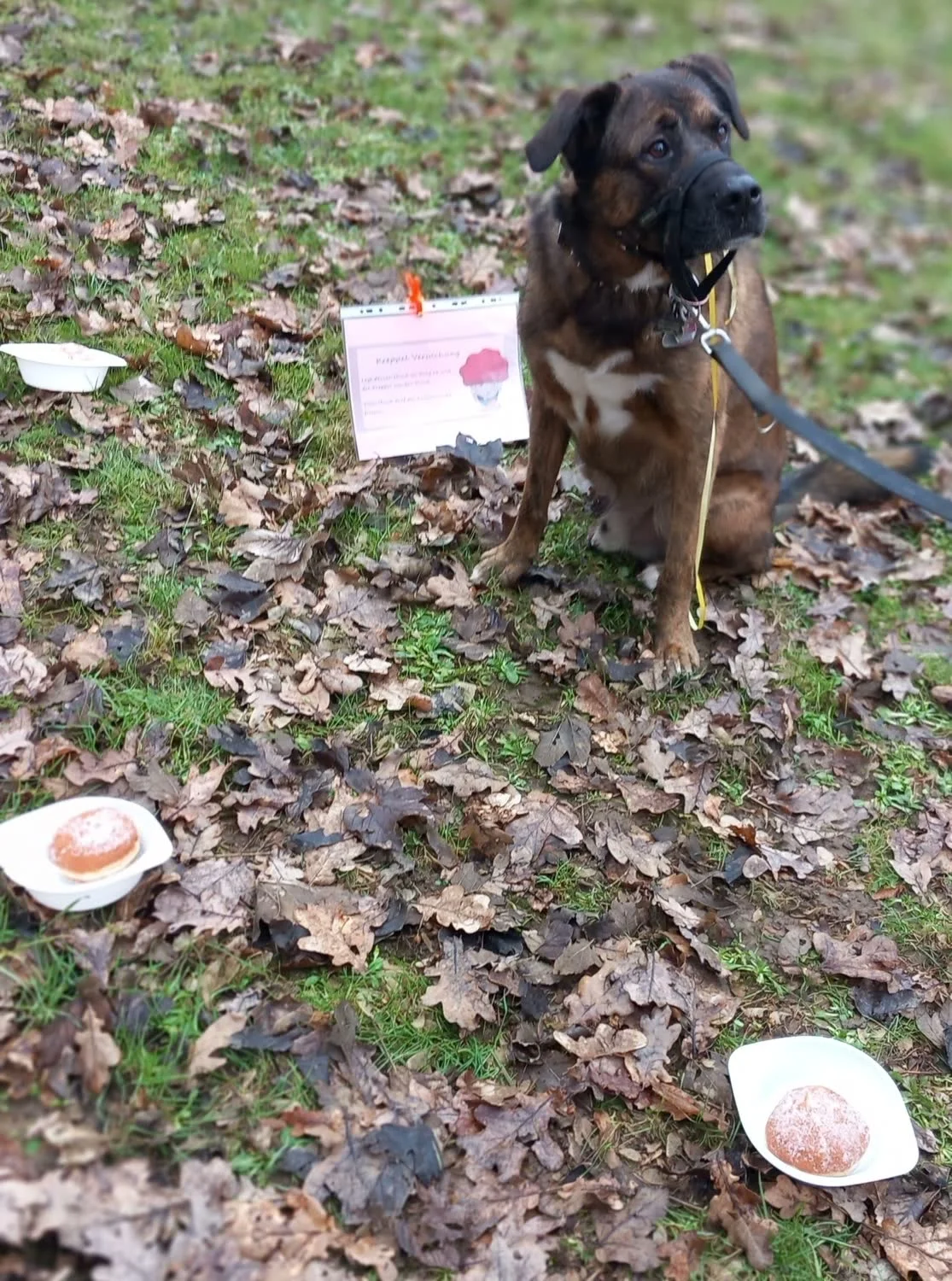 Impulskontrolle: Hund mit Maulkorb sitzt ruhig im Herbstlaub, um ihn herum Teller mit Krapfen