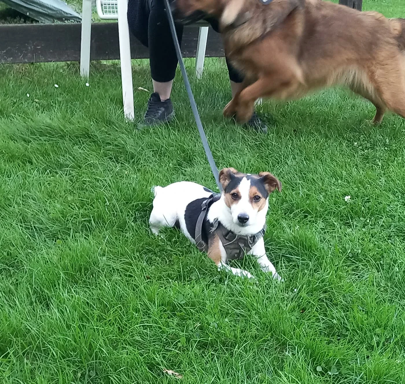 Kleiner Hund im Gras beim Welpenkurs