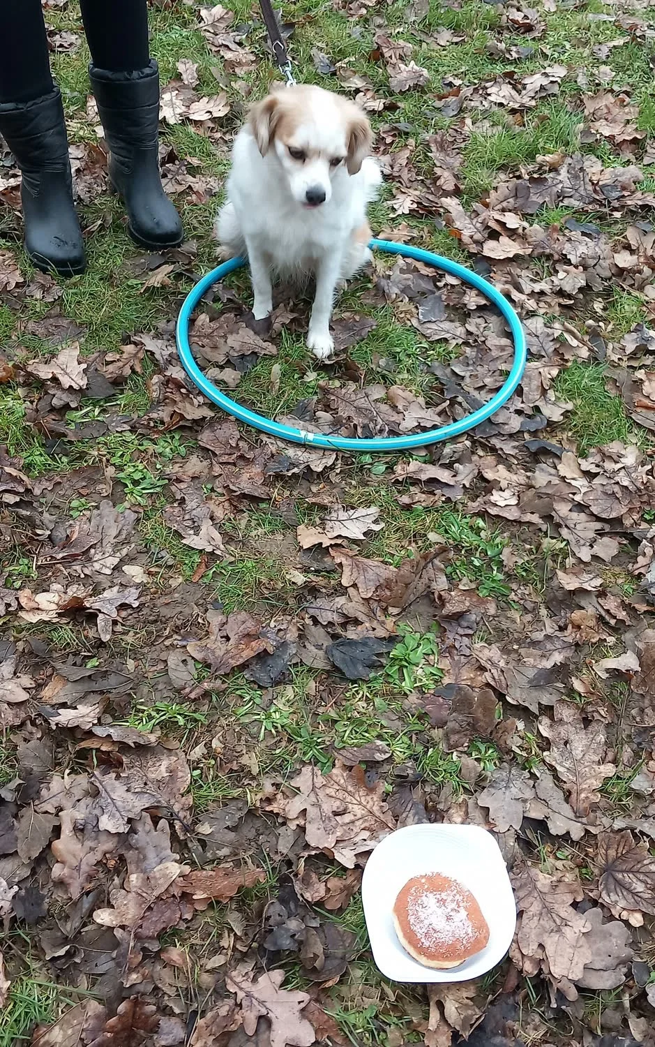 Heller Hund wartet sitzend in einem Reifen, vorn liegt ein Krapfen als Ablenkung