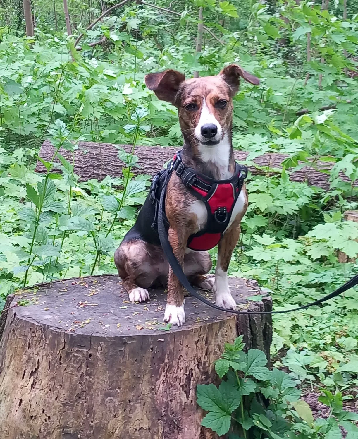 Brauner Hund mit rotem Geschirr sitzt an der Leine auf einem Baumstumpf im Wald