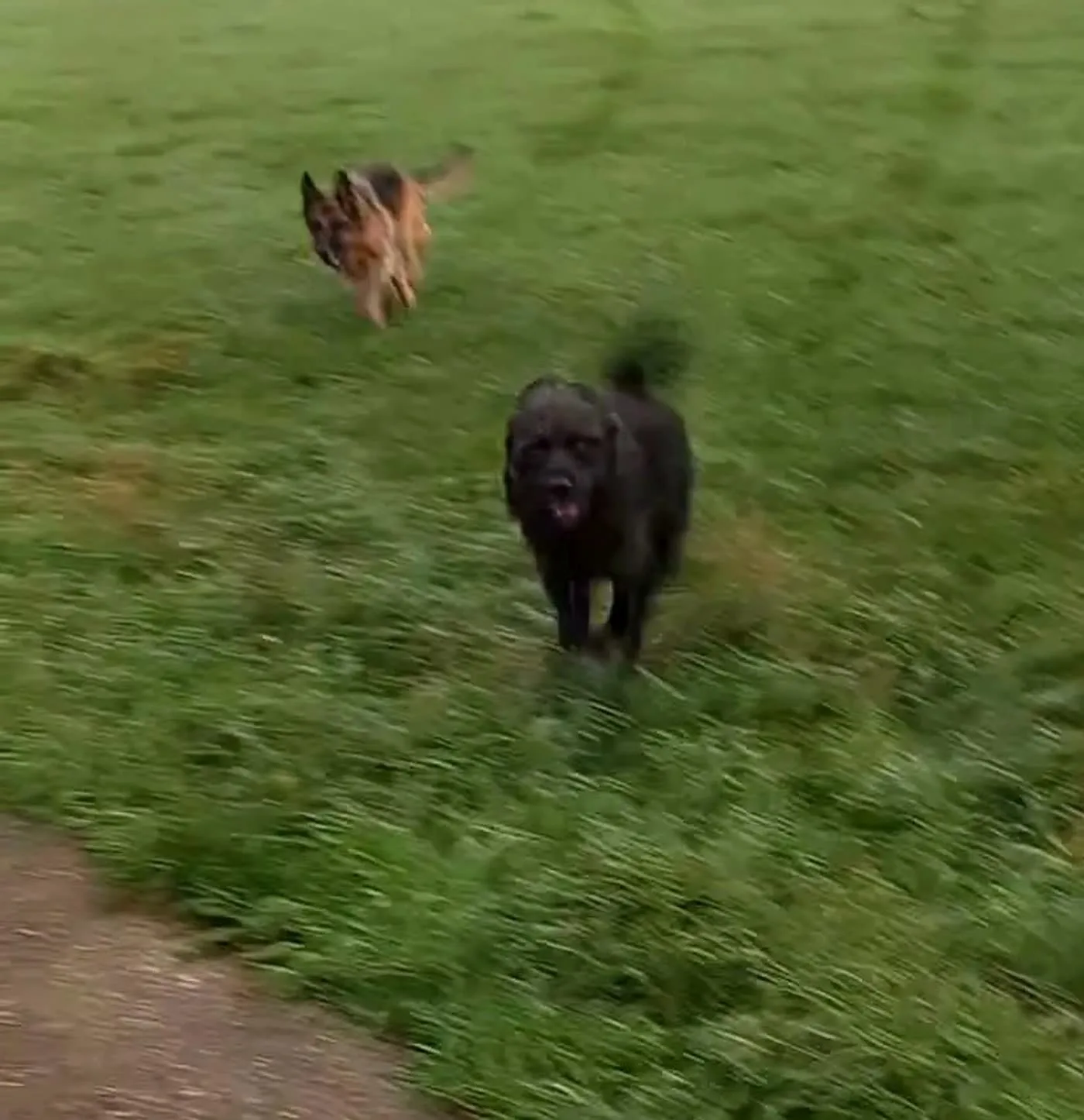 Zwei Hunde rennen über eine Wiese direkt auf die Kamera zu