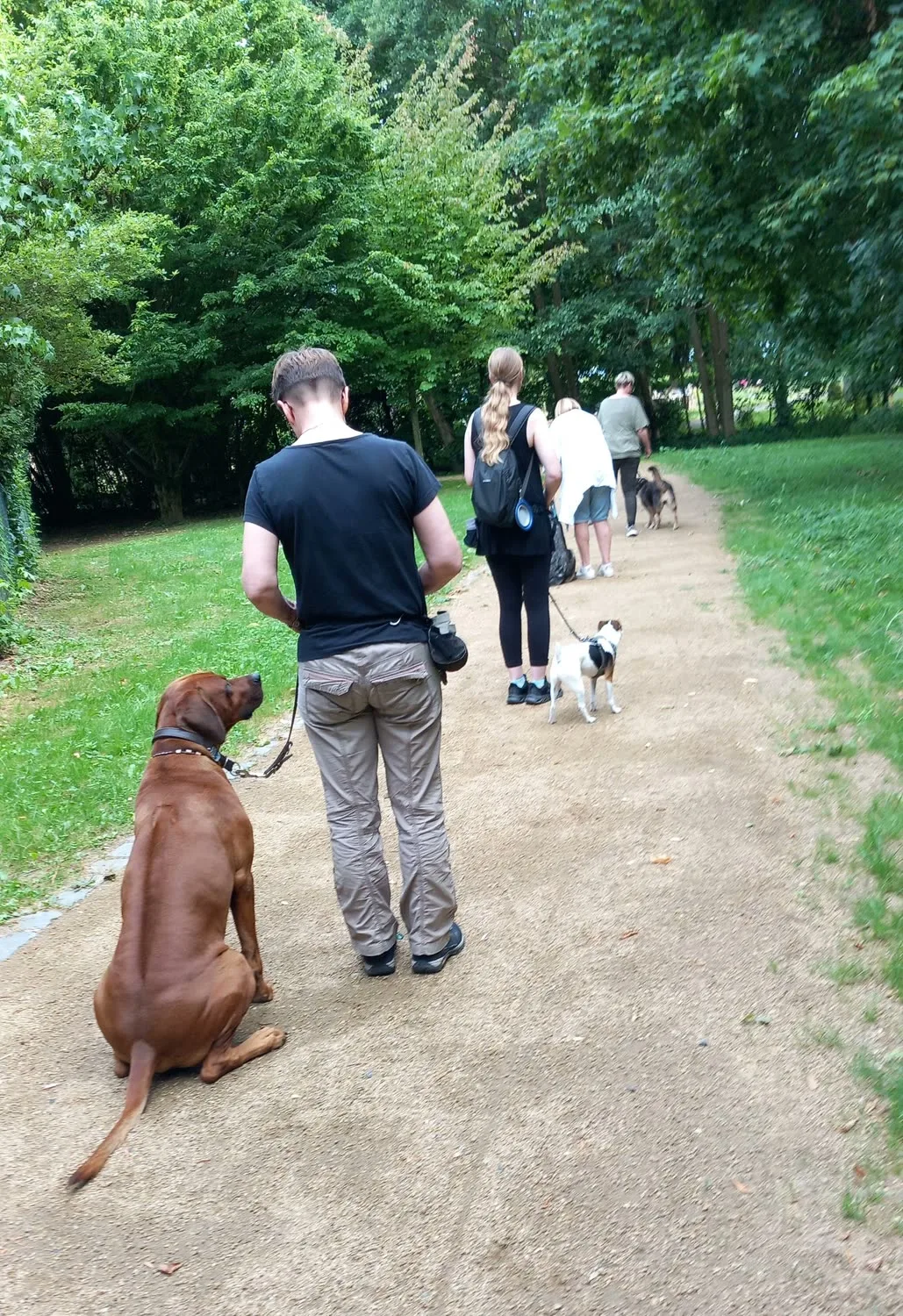 Kursteilnehmende gehen mit ihren Hunden einen Parkweg entlang, vorne sitzt ein großer brauner Hund aufmerksam neben seiner Halterin