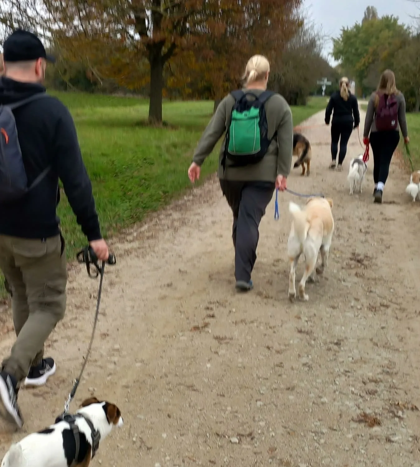 Gruppe von Menschen mit Hunden an lockerer Leine beim gemeinsamen Spaziergang auf einem herbstlichen Feldweg